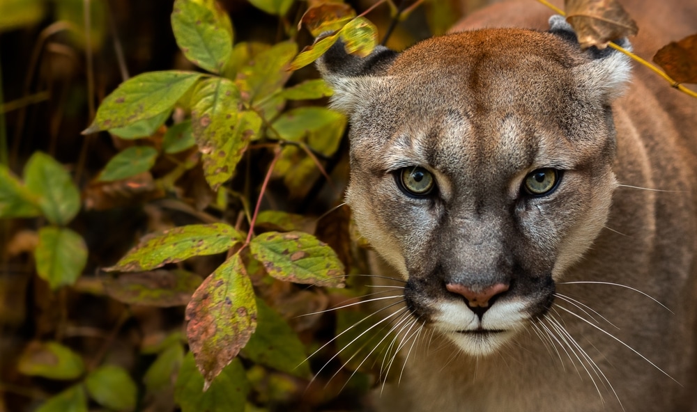 close up photo of a cougar or mountain lion behind leaves