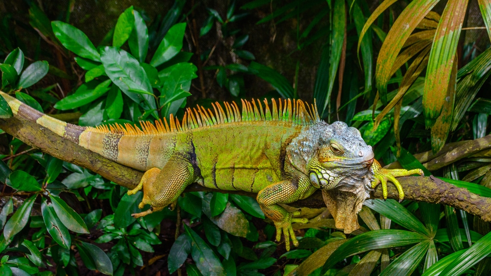 image of a green iguana or also known as American iguana on a tree