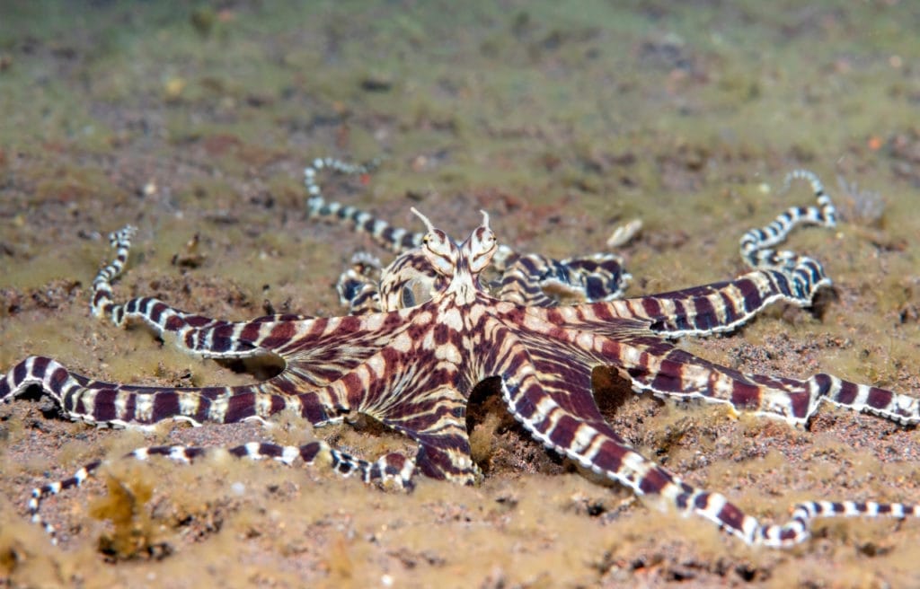 image of a mimic octopus on the ocean floor