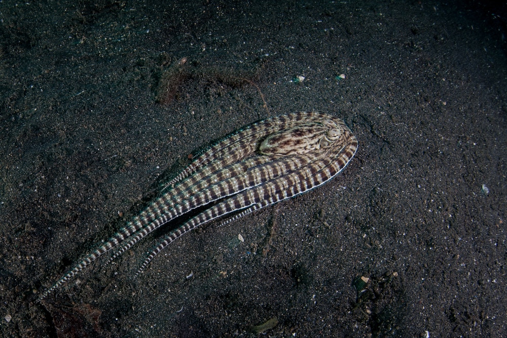 a mimic octopus mimicking a flatfish