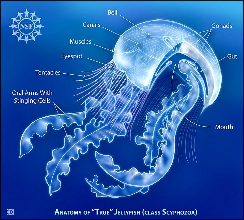 illustration of the anatomy of a jellyfish