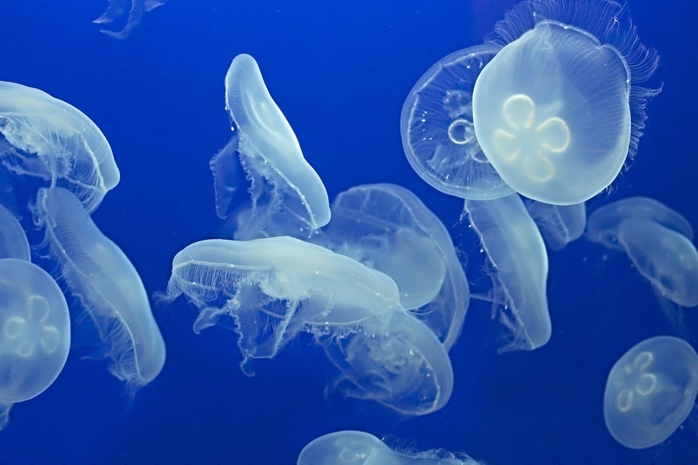 bloom of moon jellyfish floating in the water