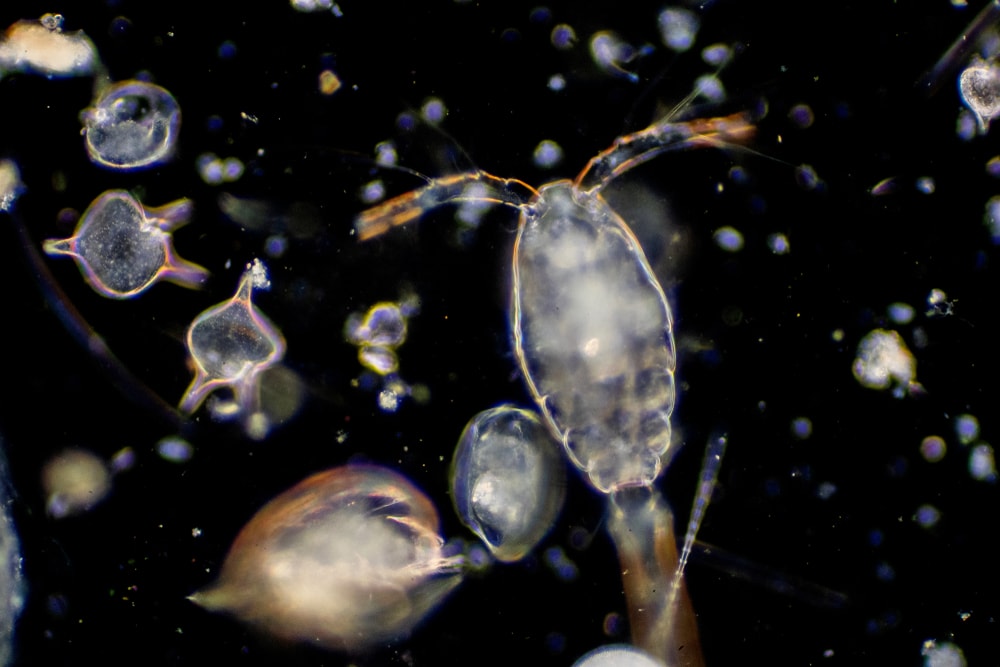 image  of plankton drifting on the ocean