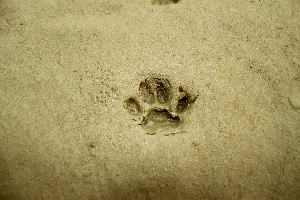 image of a fox footprint