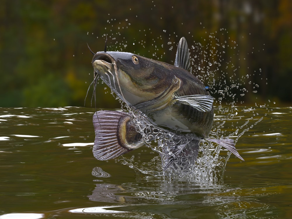 Eel jumping out of the water