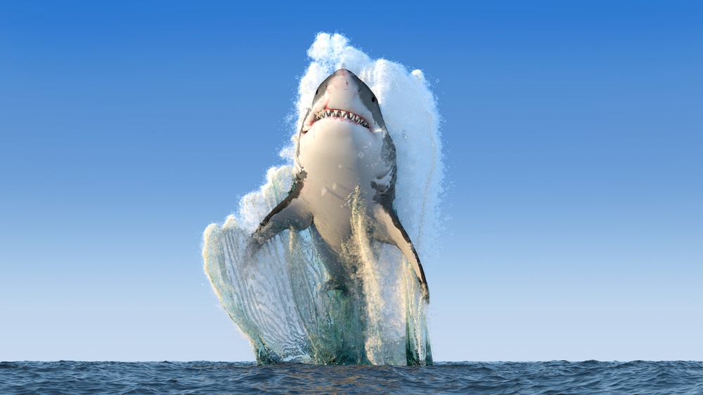 Shark jumping off the ocean