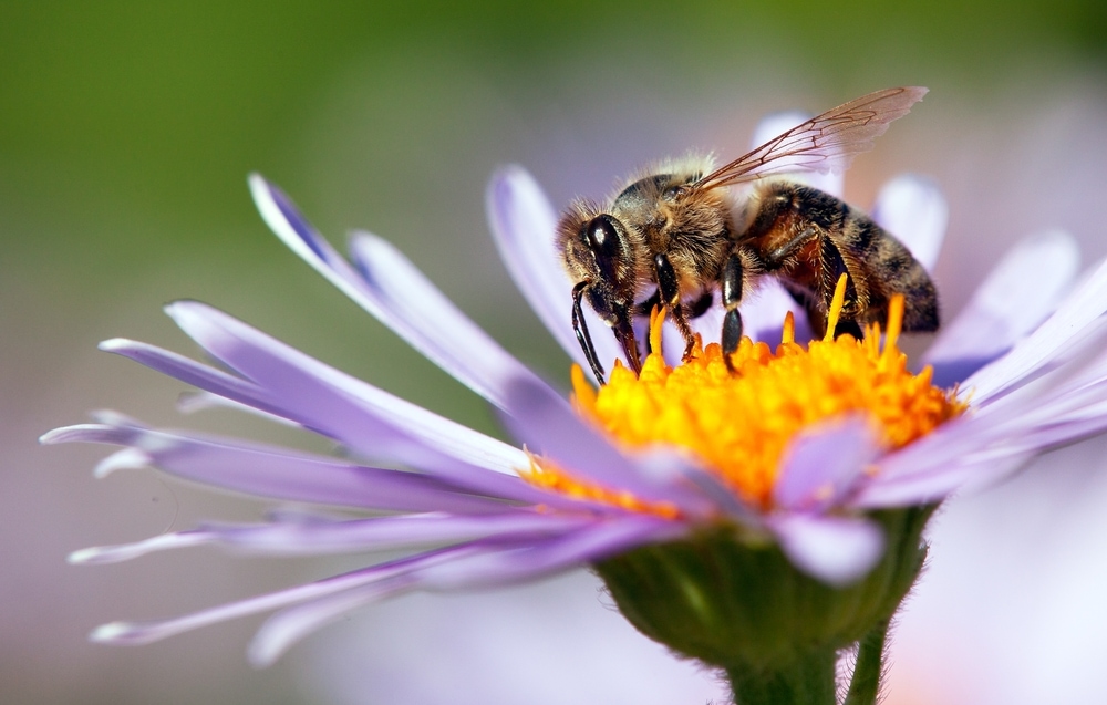 Bee laying on a flower