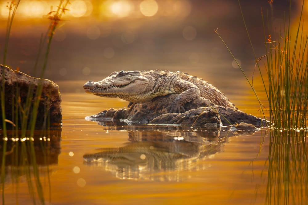 Crocodile on top of a rock in the middle of a lake