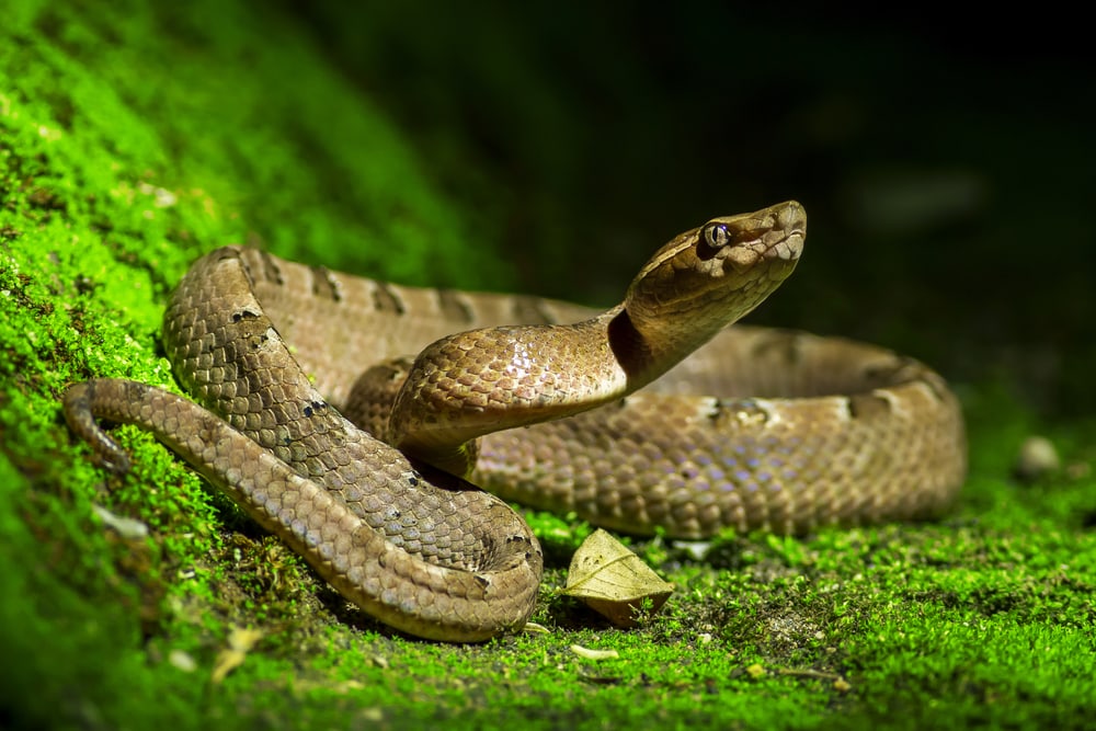 Snake laying on the corner