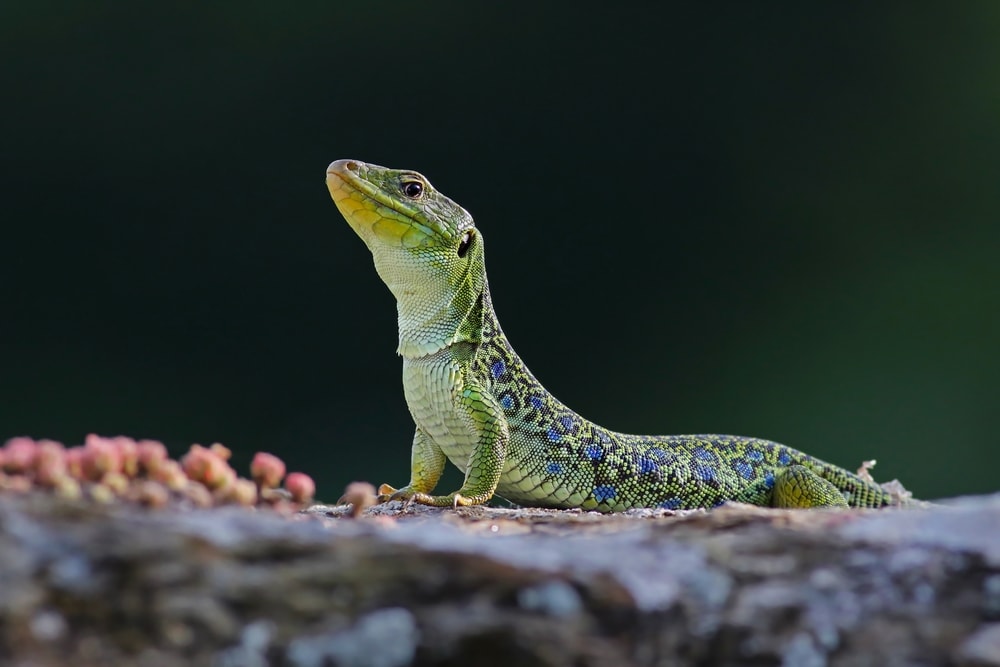 Lizard pushing up from the ground