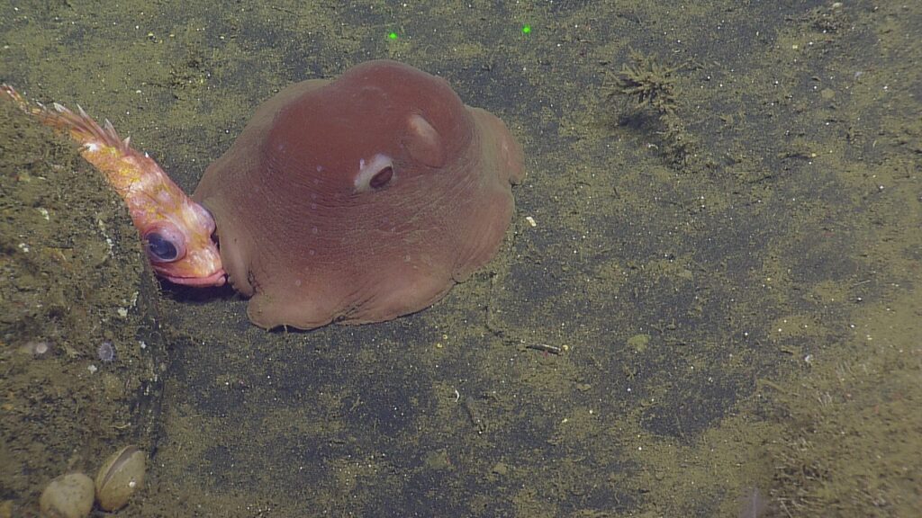 Flapjack octopus laying on moss