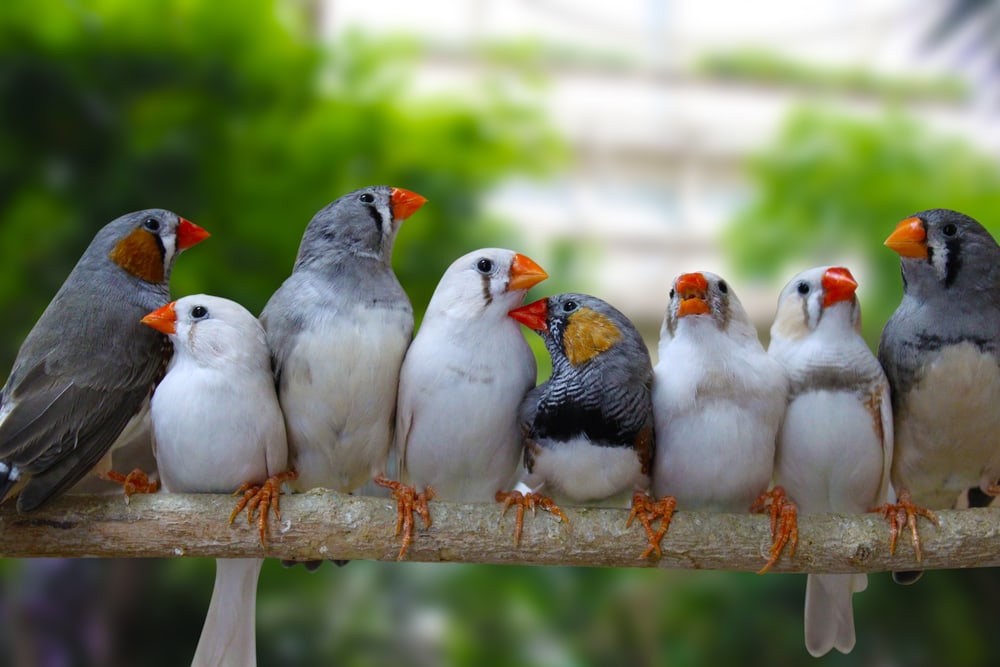 Finches grouped together on a branch of tree