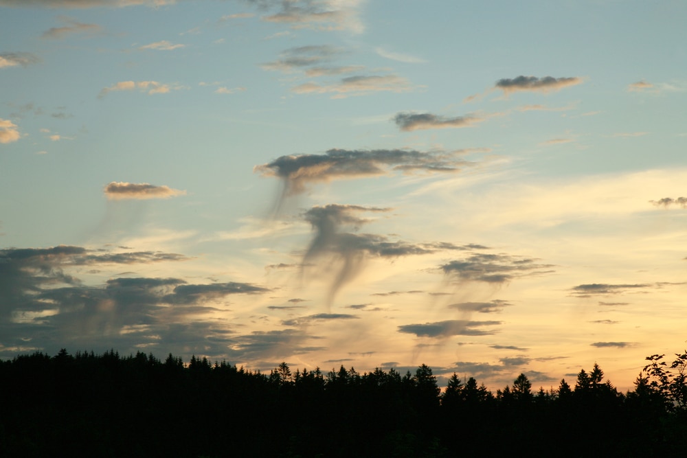 Scattered virga clouds on top of tree silhouettes 