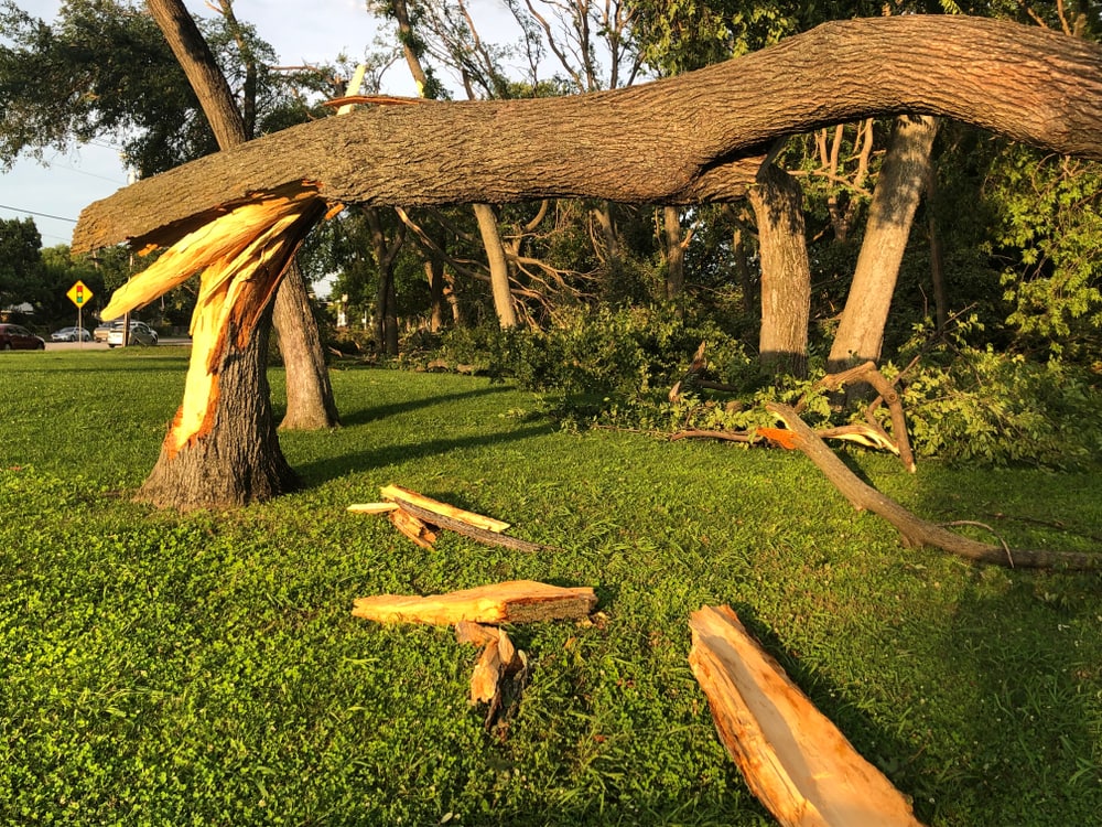 Shuttered trees caused by virga clouds