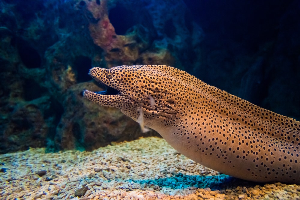 Eel swimming down the to an aquarium