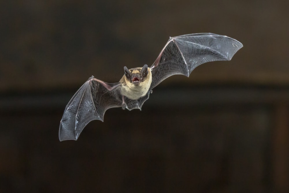 Bats flying in the dark
