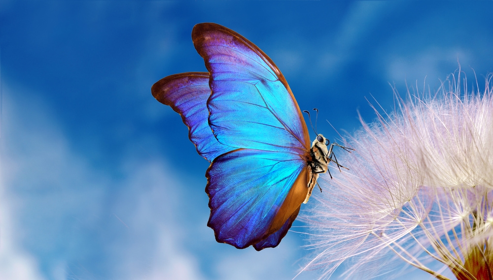 Butterfly flying towards a dandelion