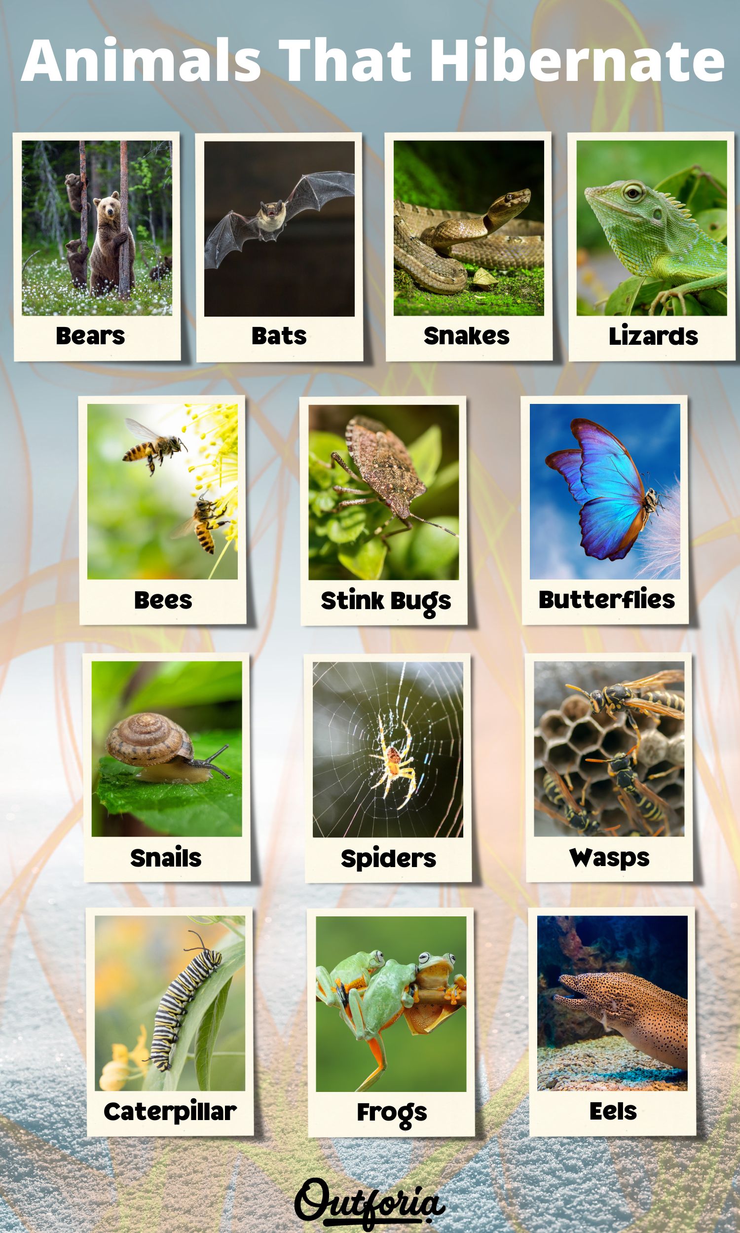 Chart of different animals that hibernate with complete pictures