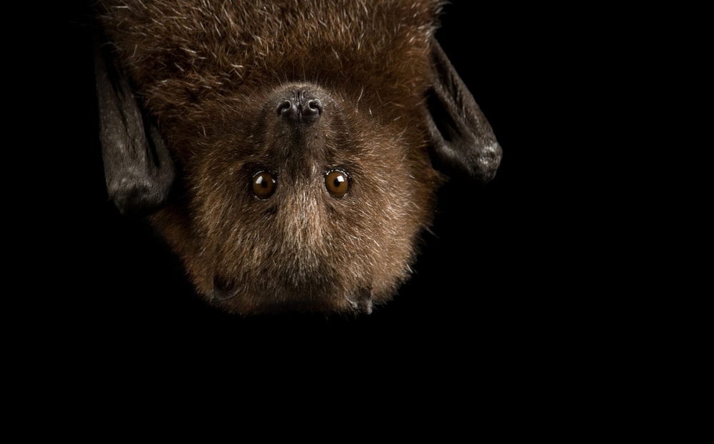 close up of a brown bat’s face hanging upside down 