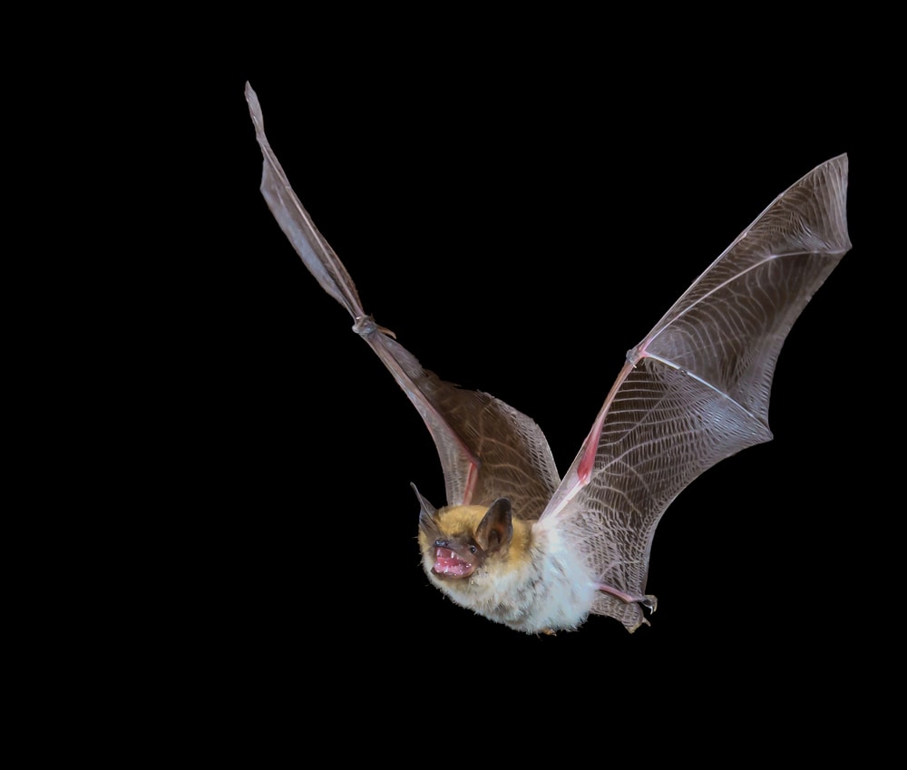 image of a myotis bat flying
