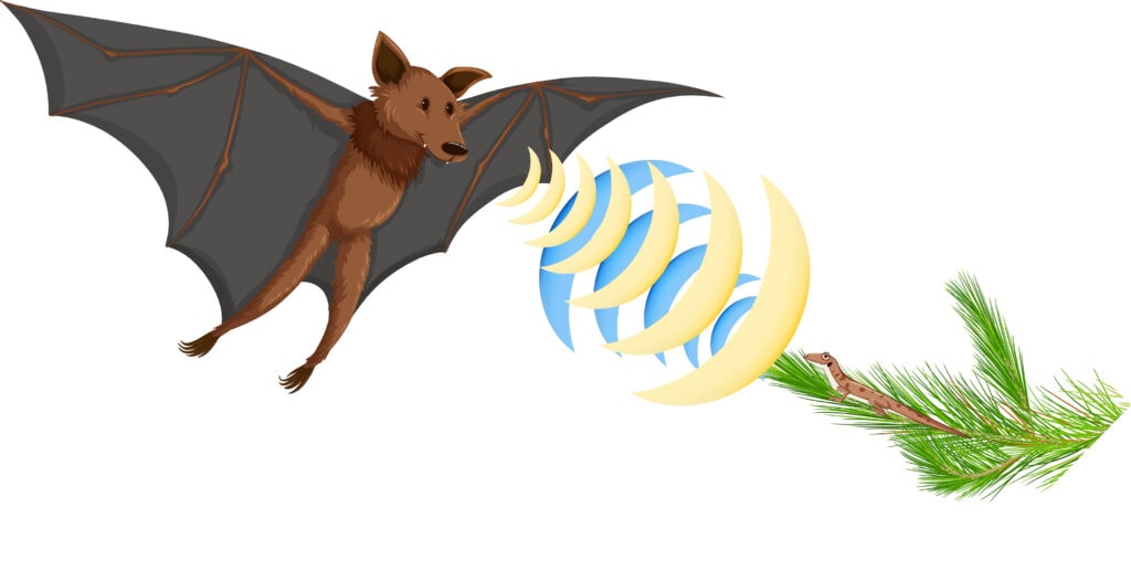 illustration of echolocation in bats