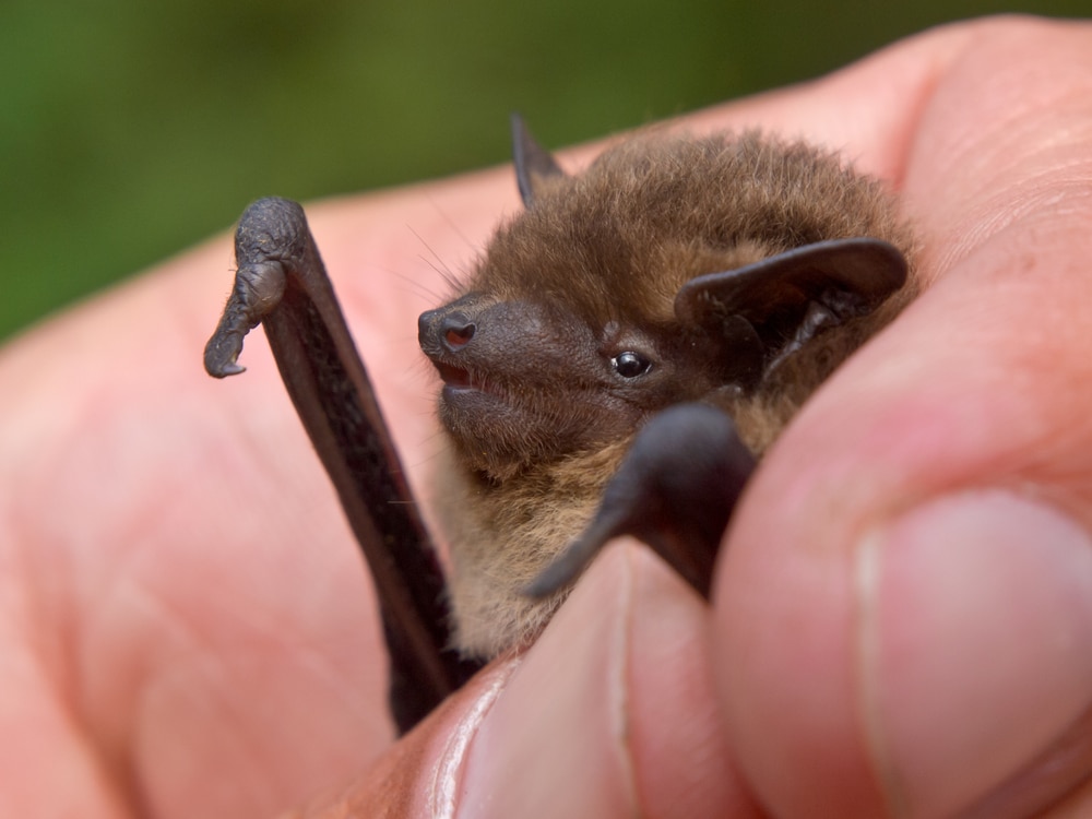 a researcher holding a Nathusius' Pipistrelle (Pipistrellus nathusius)