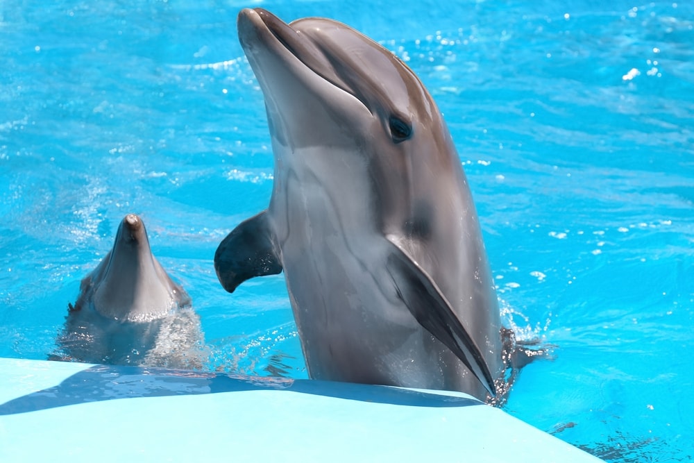 image of a dolphin on a  marine park