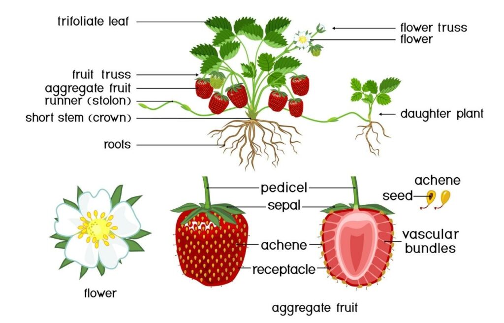 illustration of parts and morphology of a strawberry 