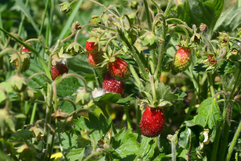 image of a musk strawberry or Fragaria moschata