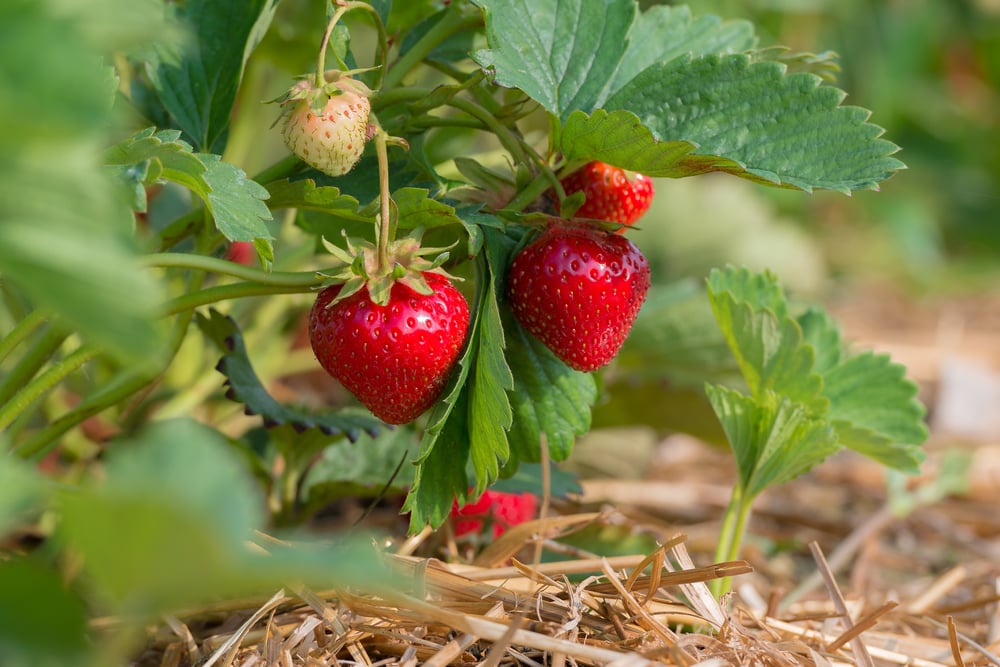 close up image of a growing strawberry in a strawberry field 