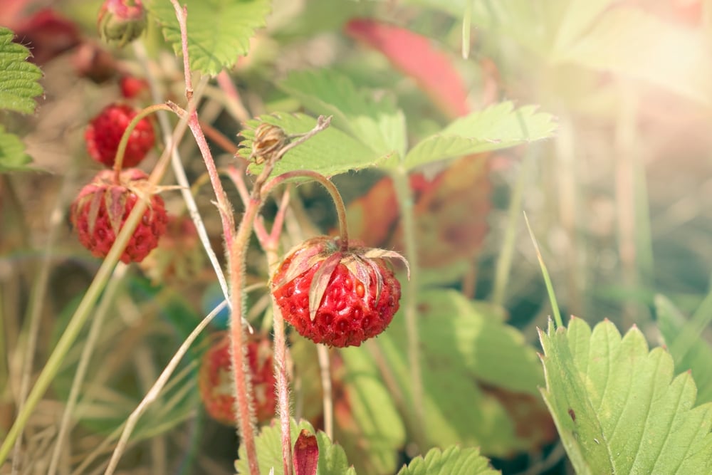 image of strawberry plant - Fragaria viridis