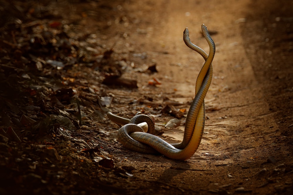 two Indian rat snakes entwined 