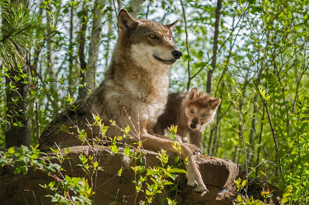 a mother wolf and her pup sitting on a stone