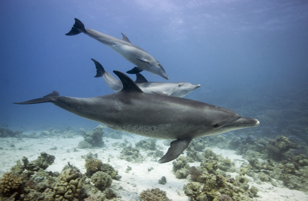 pod of bottlenose dolphins swimming near the corals