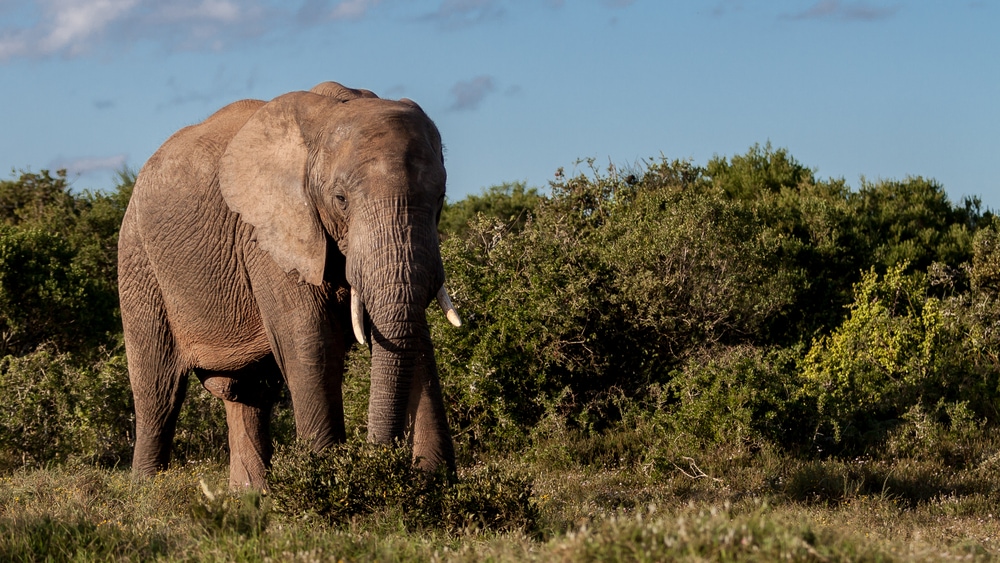 image of an African bush elephant or African savanna elephant