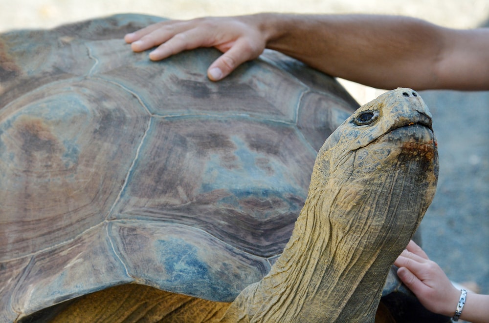 Tortoise being happy petting by a human