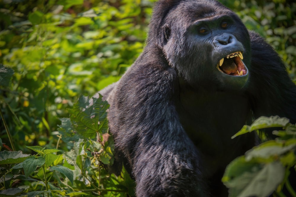 Gorilla walking in the forest