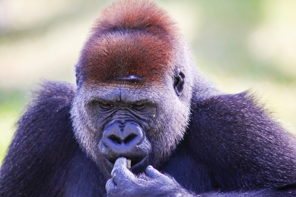 Cross River Gorilla eating a food