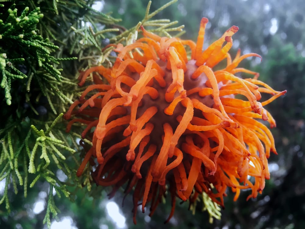 image of a bizarre looking mushroom cedar-apple rust on a cedar tree