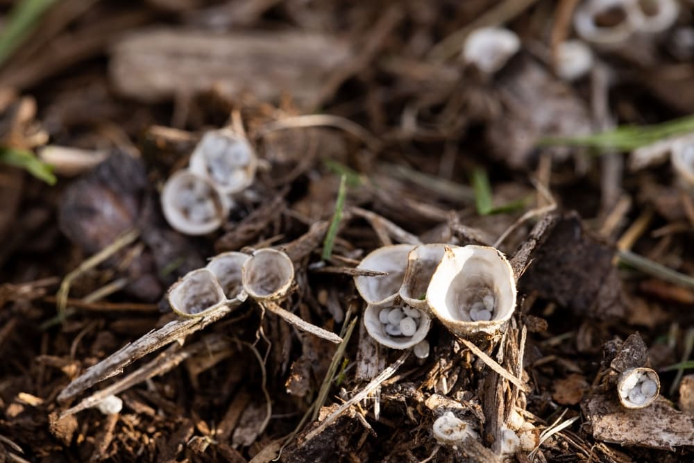 close up image of a bird's nest fungus growing on tree 
