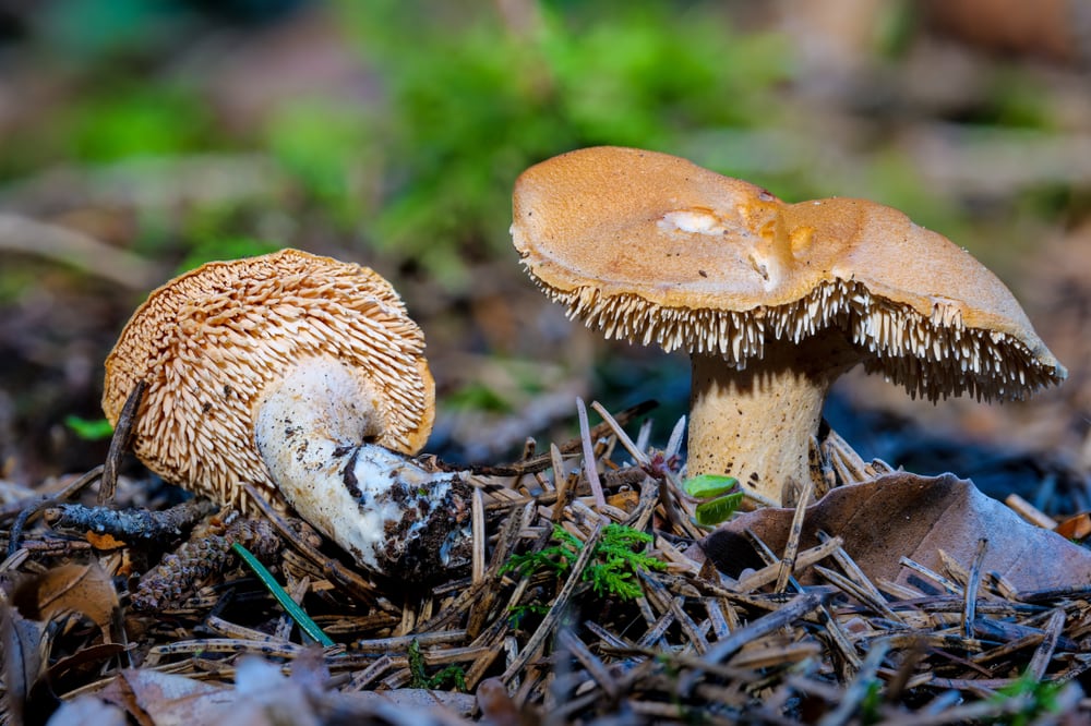 image of a hydnum rufescens or terracotta hedgehog growing on the forest