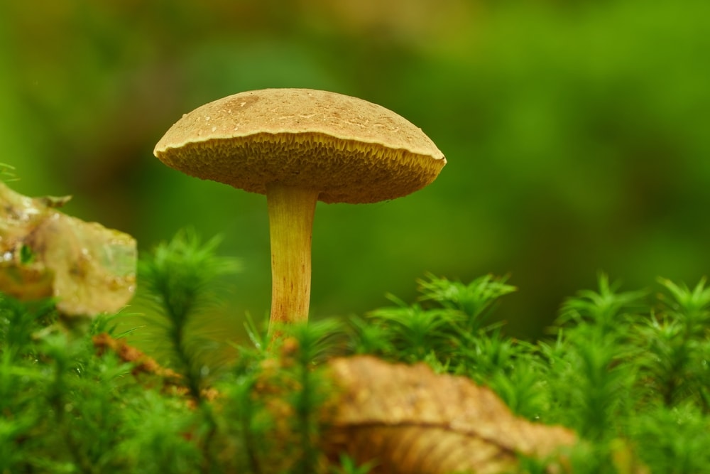 close up image of a yellow cracked bolete growing in the forest showing its pores 