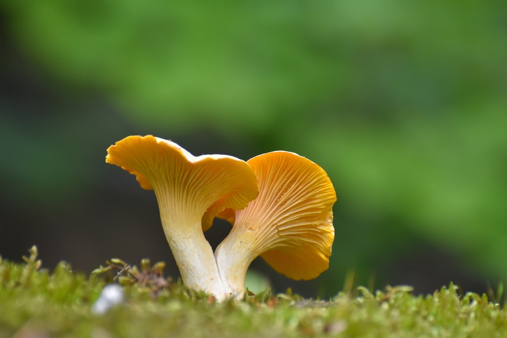 Cantharellus cibarius or commonly known as the chanterelle and golden chanterelle growing on a moss