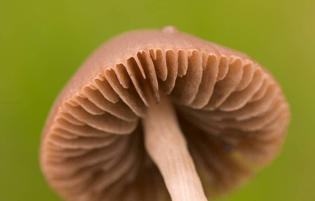 close up image of mushroom gill