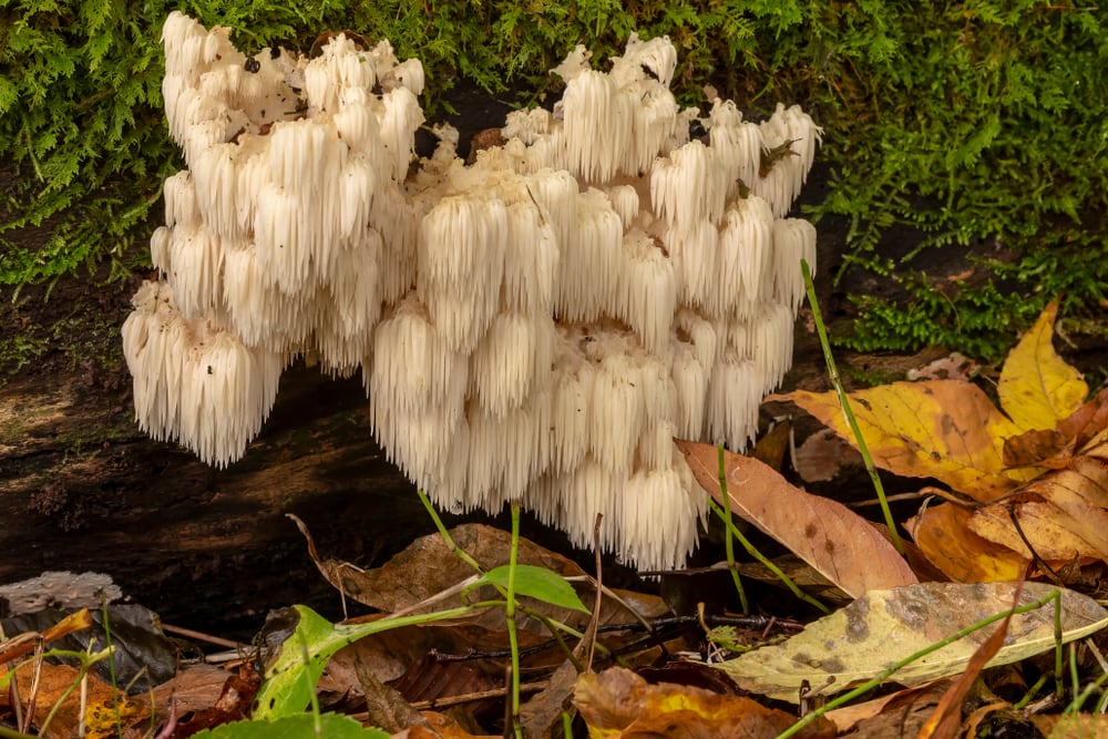 image of a lion's mane mushroom or Hericium erinaceus
