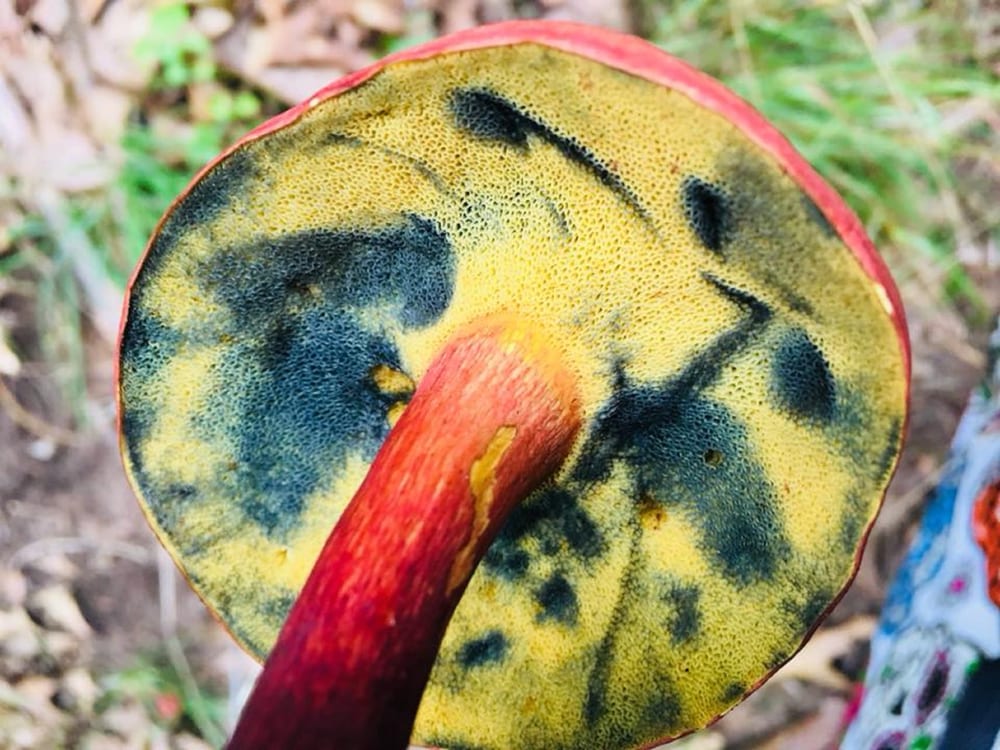 underside view of a bruising in a mushroom