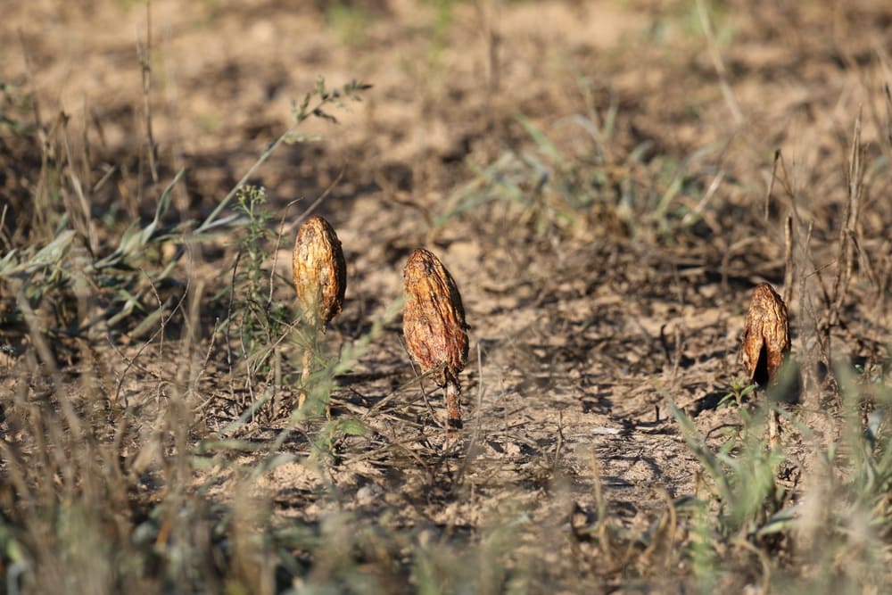 image of a Desert mushroom or Podaxis pistillaris