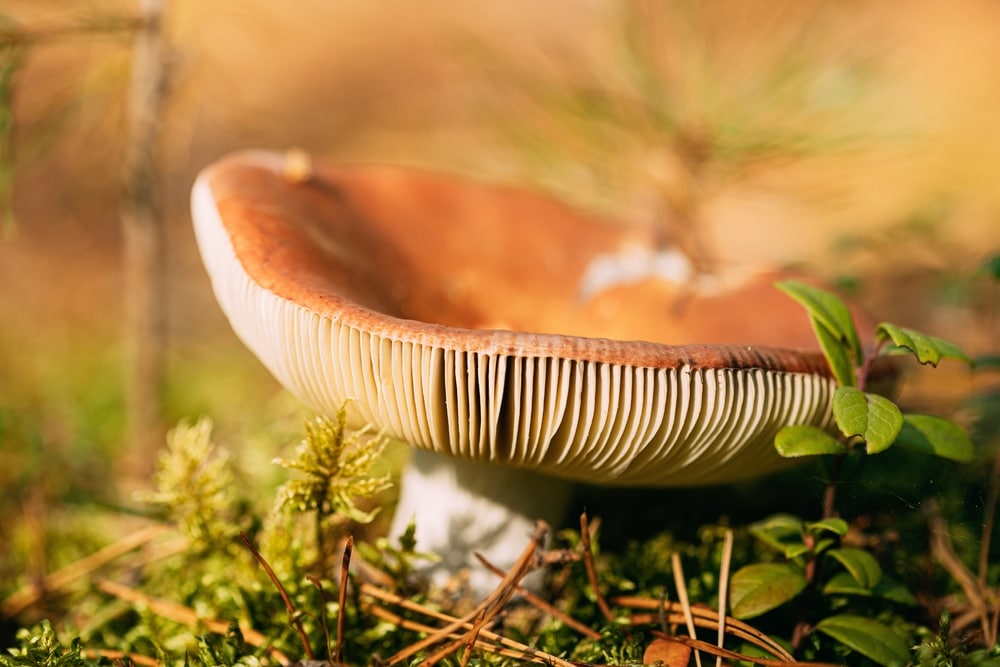 close up image of a Russula emetica mushroom showing its gills