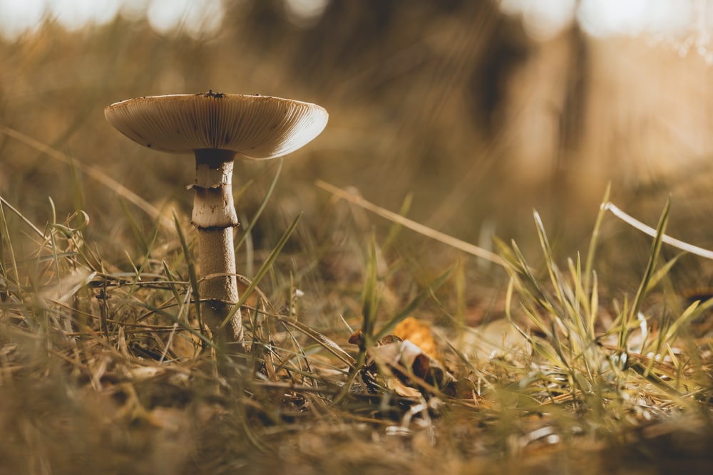 a lone mushroom in the forest