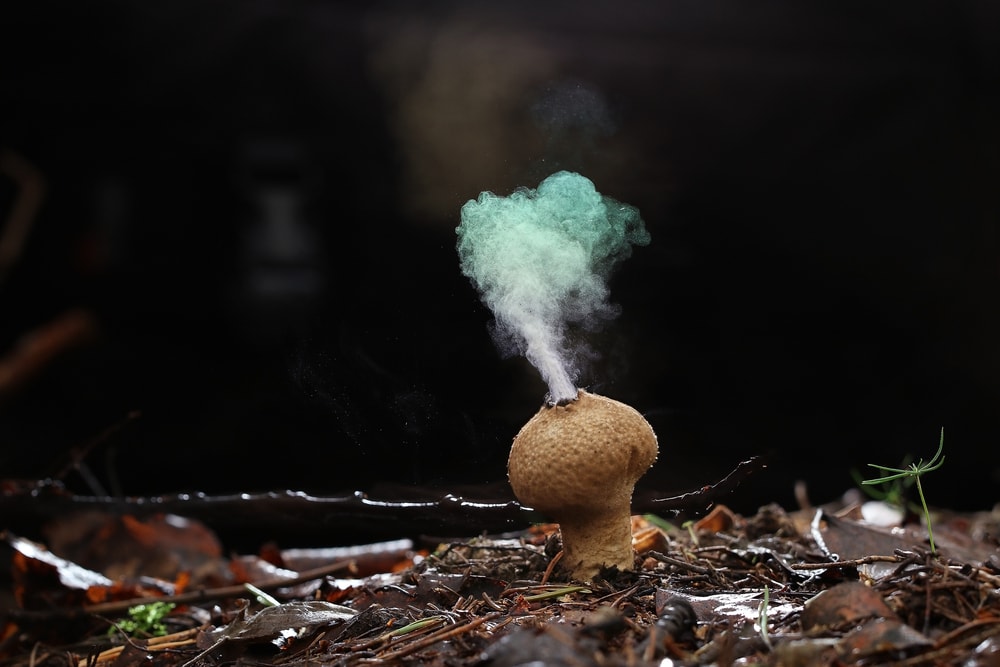 image of a puffball mushroom with smoke from spore reproduction